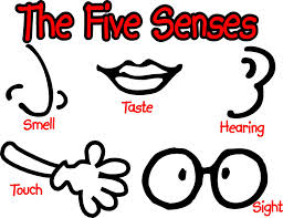 Five Senses