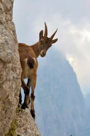 Be careful where you walk