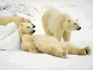 Screen Shot 2016-01-12 at 9.05.58 AM