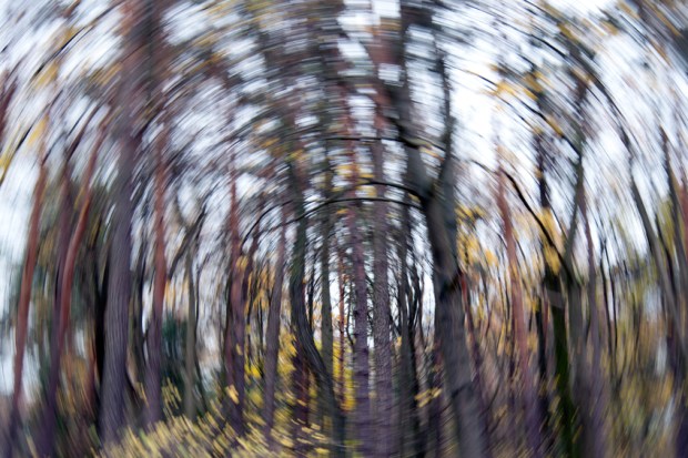 Forest, abstract, motion blur